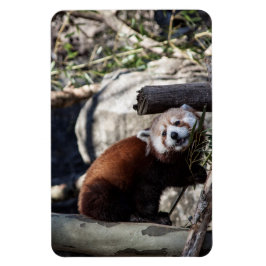 Red Panda och Bamboo Magnet