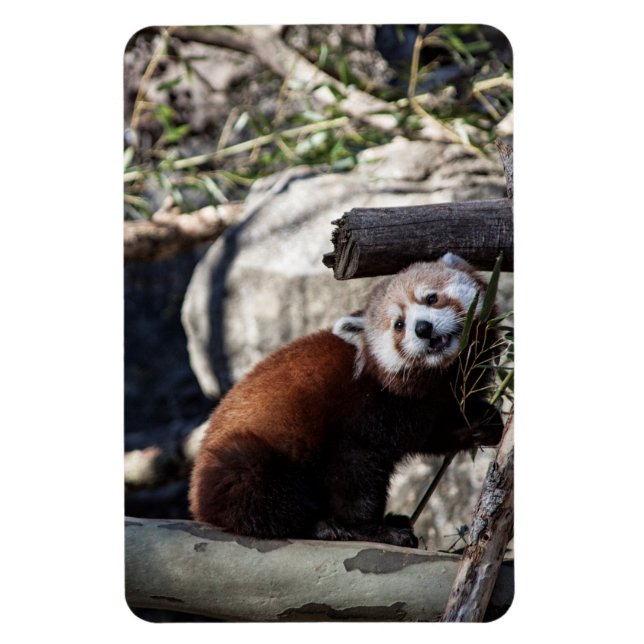 Red Panda och Bamboo Magnet (Vertikal)