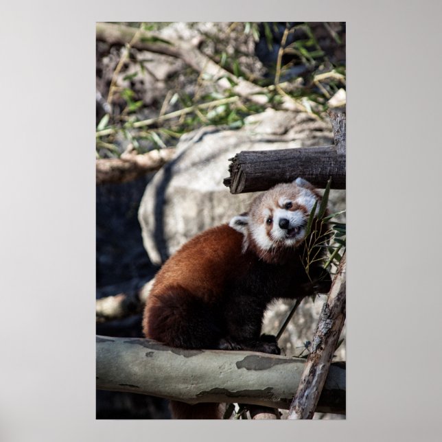 Red Panda och Bamboo Poster (Framsidan)