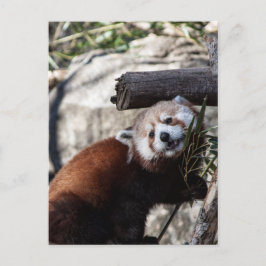 Red Panda och Bamboo Vykort