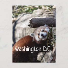 Red Panda och Bamboo, Washington D.C. Vykort