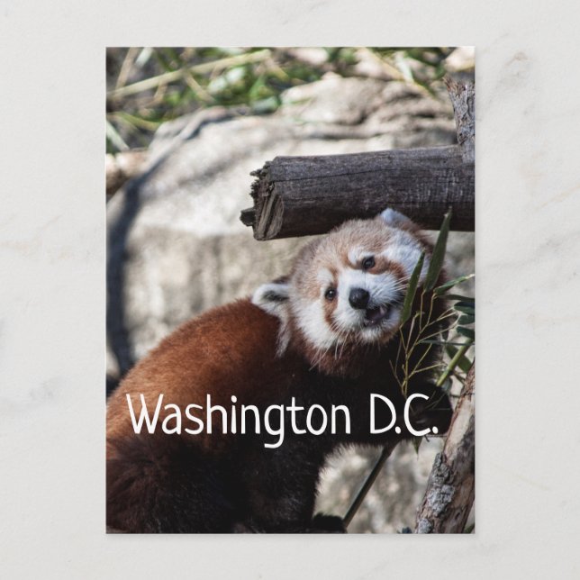 Red Panda och Bamboo, Washington D.C. Vykort (Framsida)