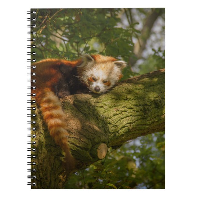 RED PANDA PÅ GRÖNT TRÄD GREN ANTECKNINGSBOK (Framsidan)