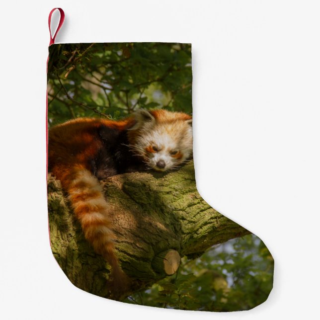 RED PANDA PÅ GRÖNT TRÄD GREN LITEN JULSTRUMPA (Framsidan)