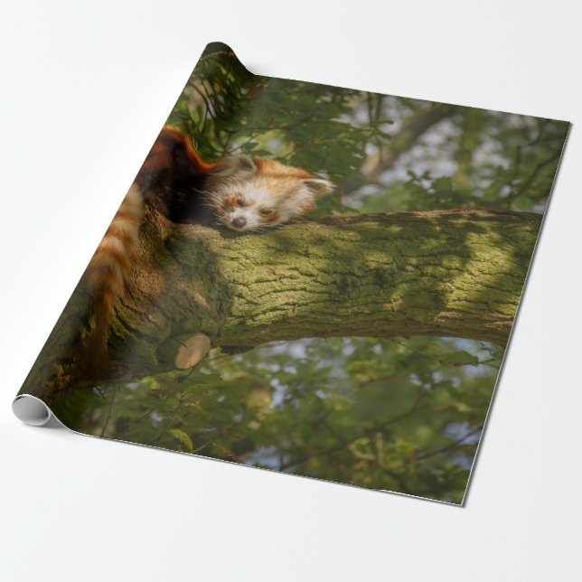 RED PANDA PÅ GRÖNT TRÄD GREN PRESENTPAPPER (Utrullad)