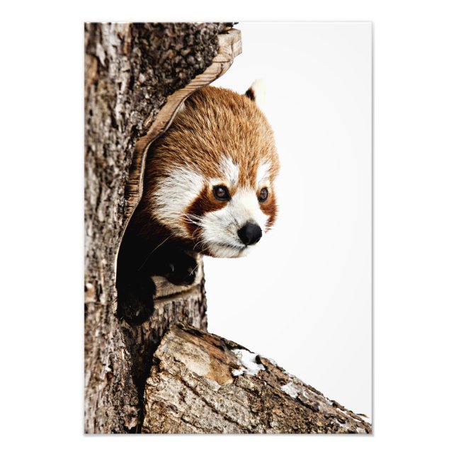 Red Panda Peek-a-Boo Fototryck (Framsidan)