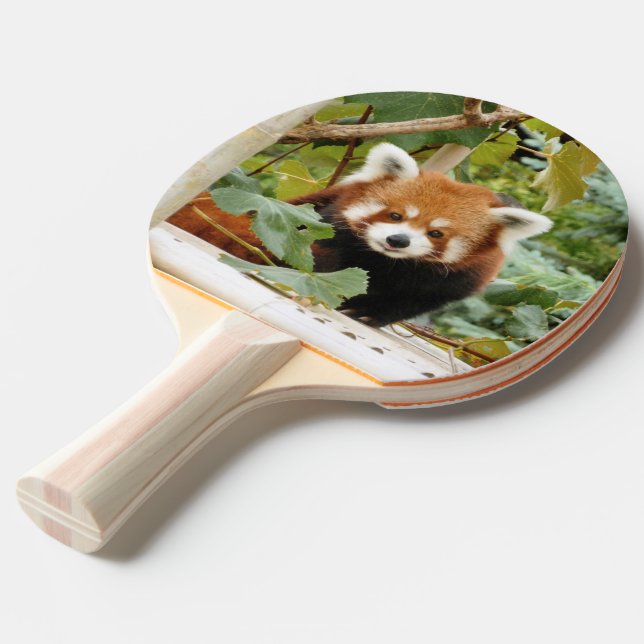 Red Panda Pingisracket (Ryggvinkel)