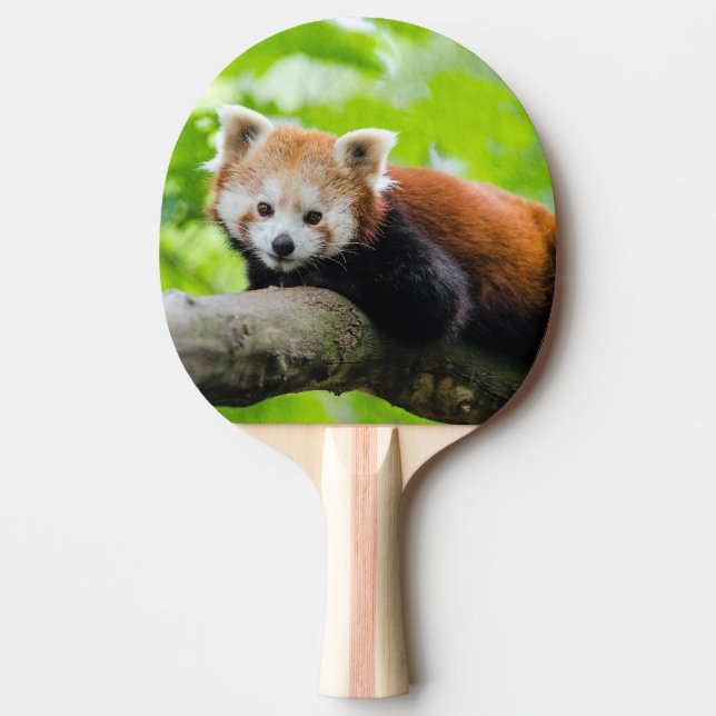 Red Panda Pingisracket (Framsidan)