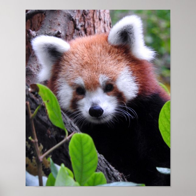 Red Panda Poster (Framsidan)