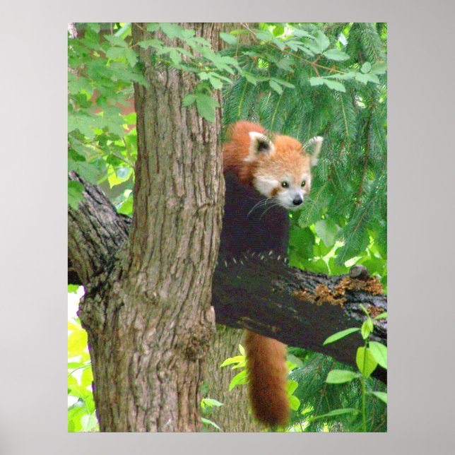 Red Panda Poster (Framsidan)