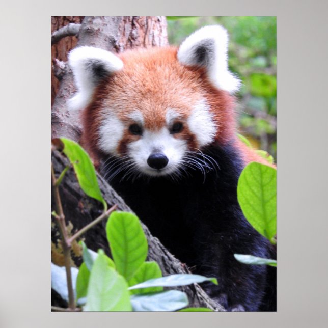 Red Panda Poster (Framsidan)