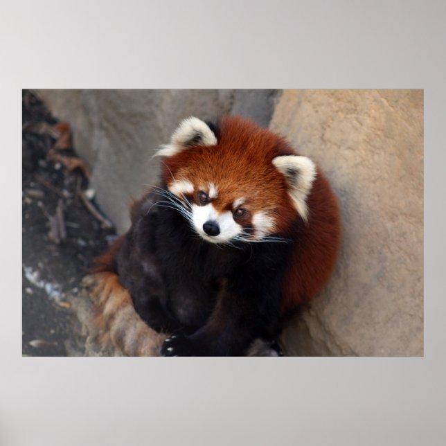 Red Panda Poster (Framsidan)