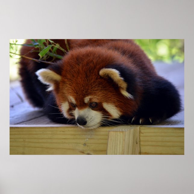 Red Panda Poster (Framsidan)