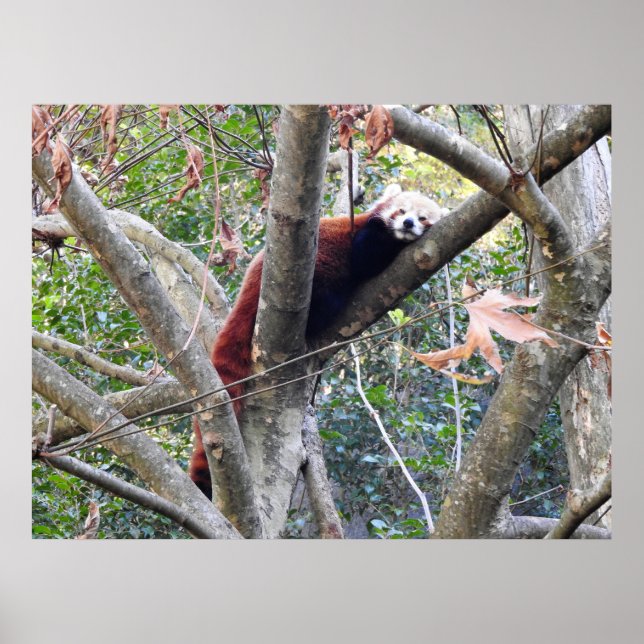 Red Panda Poster (Framsidan)