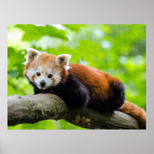 Red Panda Poster