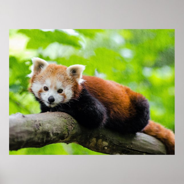Red Panda Poster (Framsidan)
