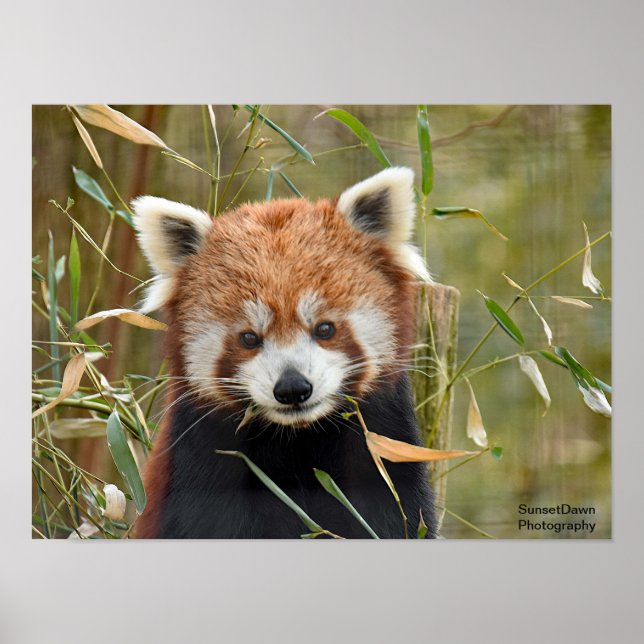 Red Panda Poster (Framsidan)