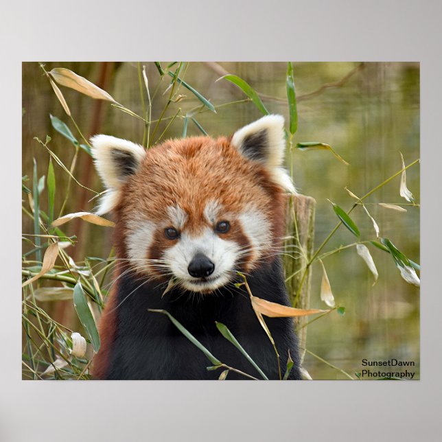 Red Panda Poster (Framsidan)