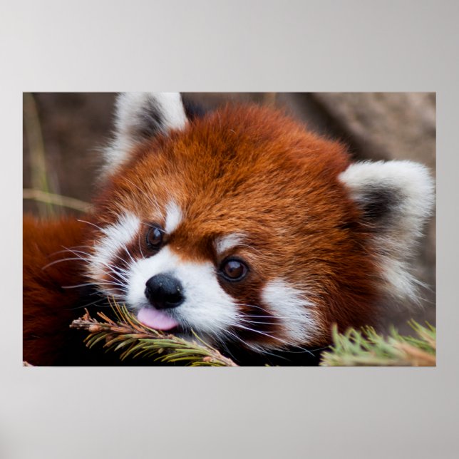 Red Panda Poster (Framsidan)