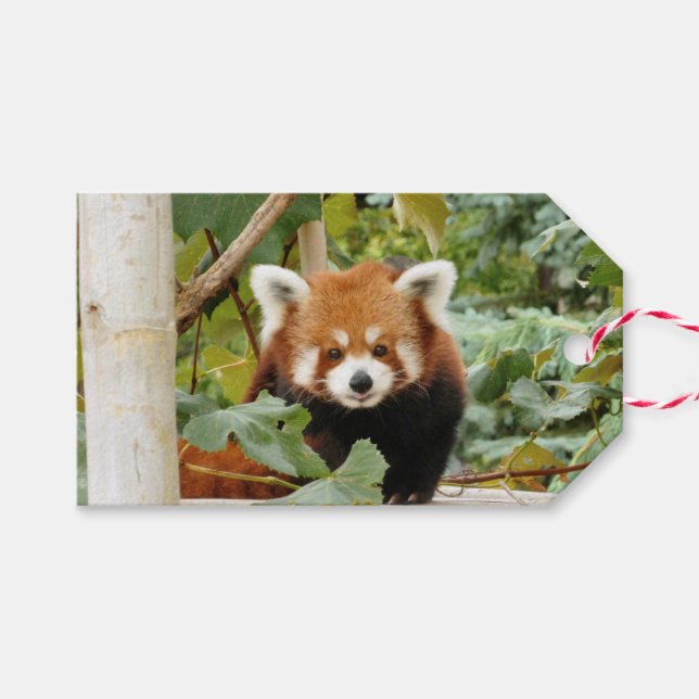 Red Panda Presentetikett (Framsidan (Horizontal))
