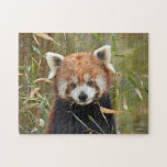 Red Panda  Pussel<br><div class="desc">Det gladde mig att fotografera den här röda panda som heter Cyril på Trevor Zoo,  eftersom han dog ett år efter att jag tog det här fotot</div>