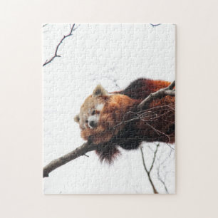 Red Panda Puzzle / Jigszle Pussel