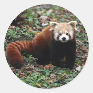 Red Panda Runt Klistermärke