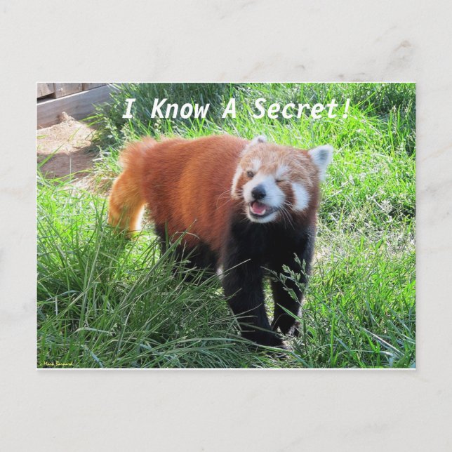 Red Panda Secret Vykort (Framsida)