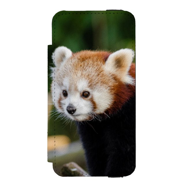 Red Panda Sitta på snöslingan Incipio iPhone Wallet Skal (Folio Framsidan)