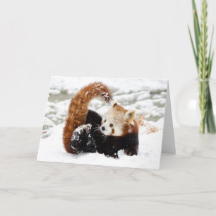 Red Panda Snö Helgkort