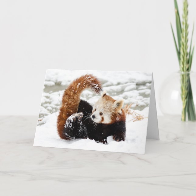 Red Panda Snö Helgkort (Framsida)