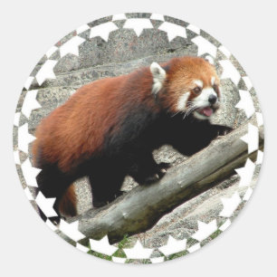 Red Panda Stickers Runt Klistermärke
