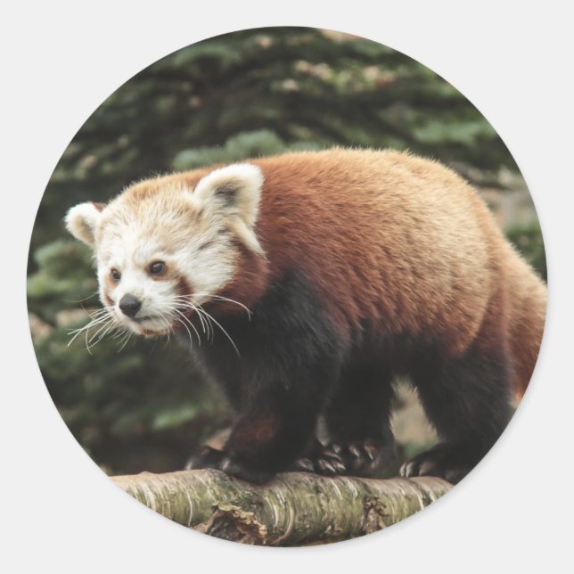 Red Panda Stickers Runt Klistermärke (Framsida)