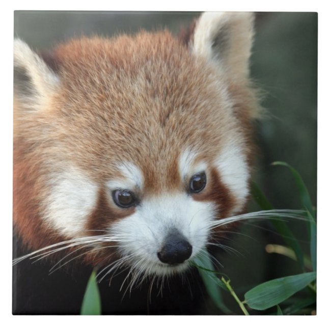 Red Panda, Taronga Zoo, Sydney, Australien Kakelplatta (Framsidan)