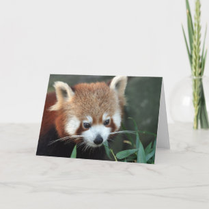 Red Panda, Taronga Zoo, Sydney, Australien Kort