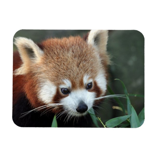 Red Panda, Taronga Zoo, Sydney, Australien Magnet (Horisontell)