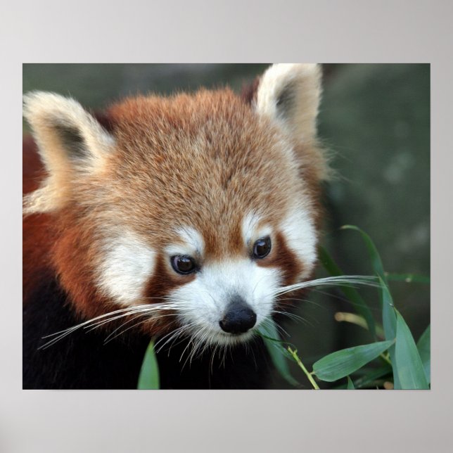 Red Panda, Taronga Zoo, Sydney, Australien Poster (Framsidan)
