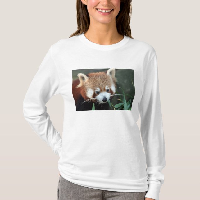 Red Panda, Taronga Zoo, Sydney, Australien T Shirt (Framsida)