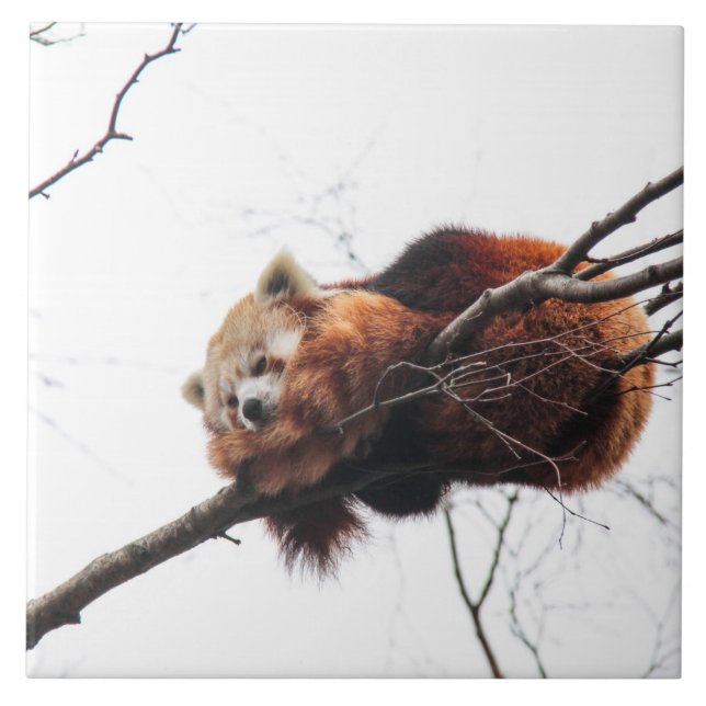 Red Panda Tile/Trivet Kakelplatta (Framsidan)