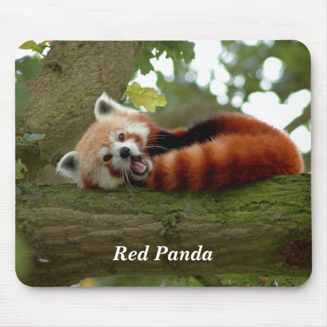 Red Panda-vila Musmatta (Framsidan)
