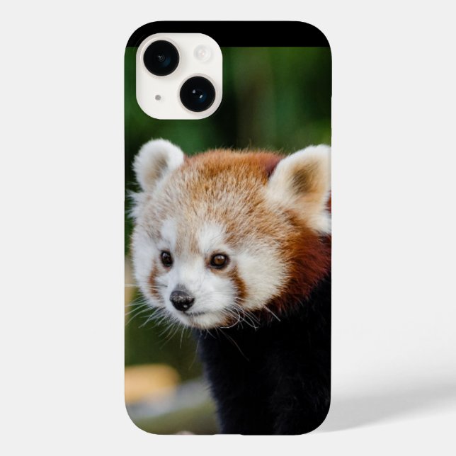 Red Panda Vild Animal (Baksida)