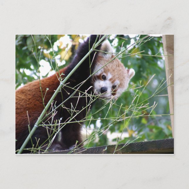 Red Panda Vykort (Framsida)