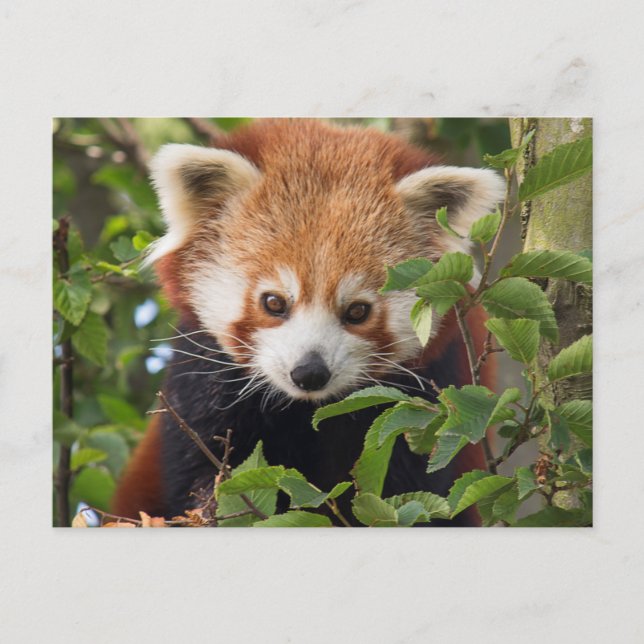 Red panda vykort (Framsida)