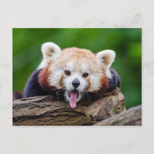 Red Panda Vykort