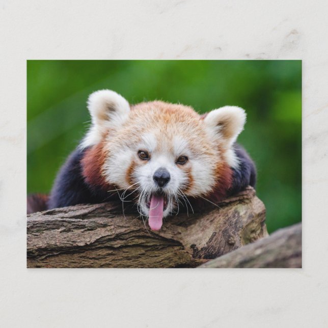 Red Panda Vykort (Framsida)
