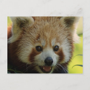 Red Panda Vykort