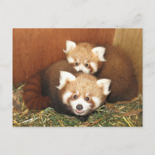 Red Panda Vykort