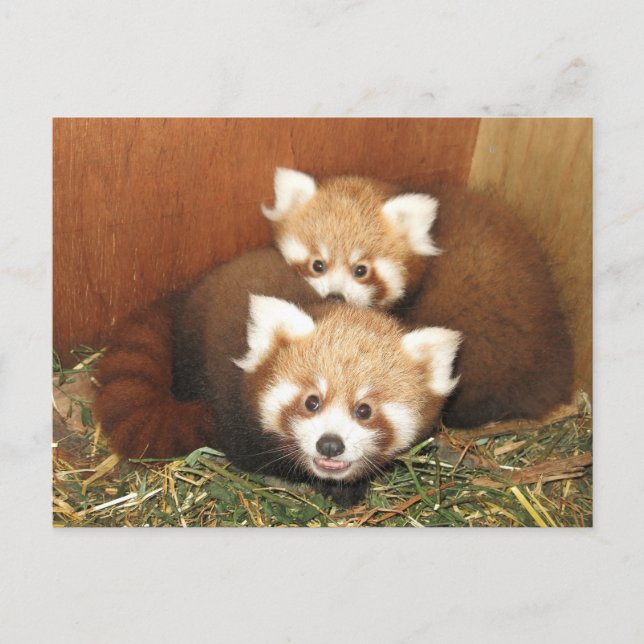 Red Panda Vykort (Framsida)