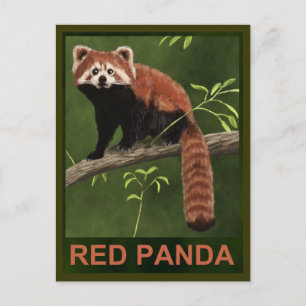 Red Panda Vykort