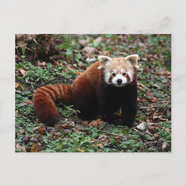 Red Panda Vykort (Framsida)